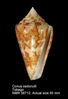 Conus cedonulli.jpg - Conus cedonulliLinnaeus,1767